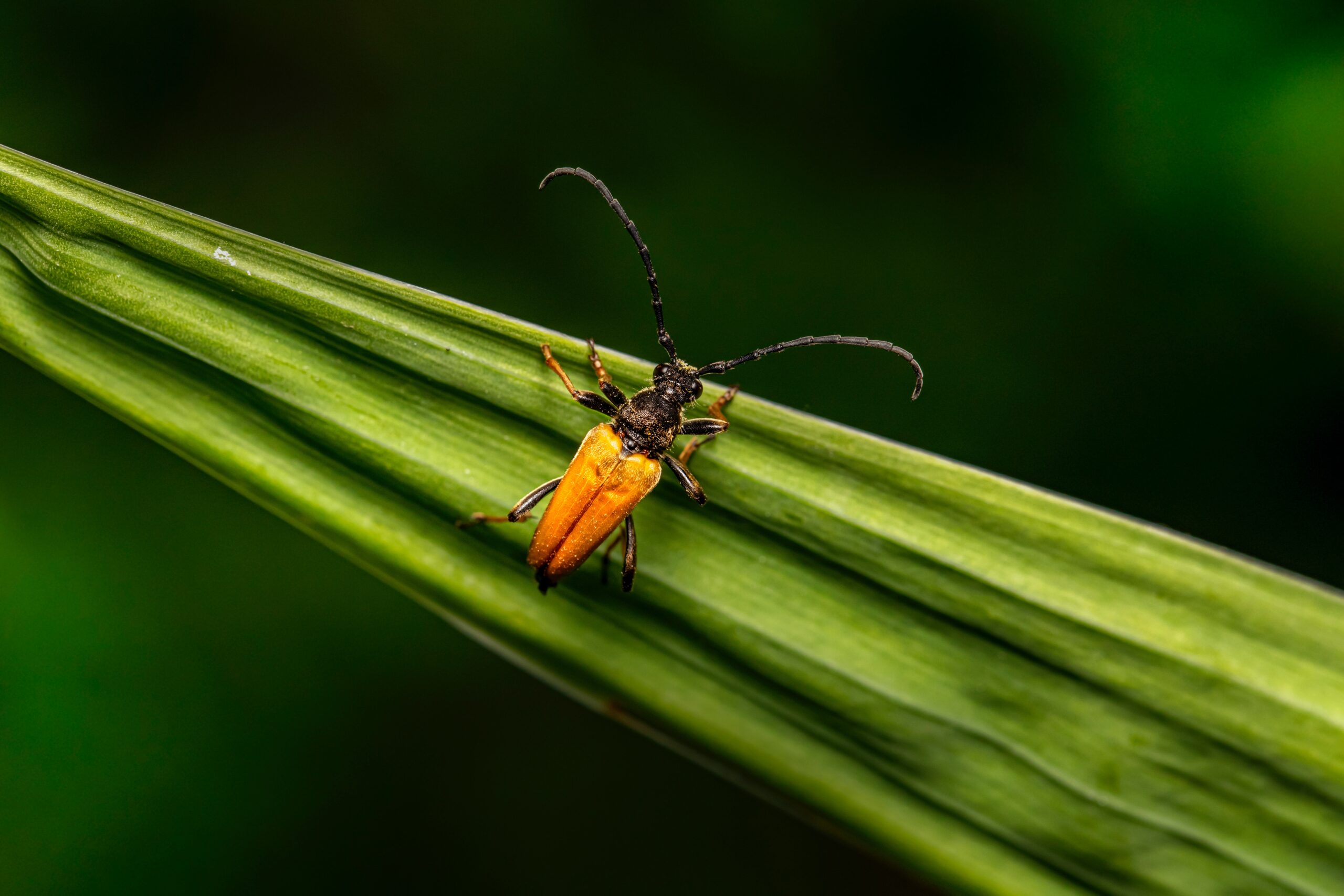 common-bug-bites-and-how-to-prevent-them-stayhale